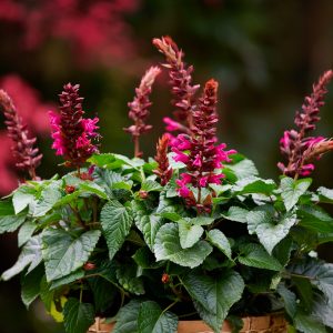 Salvia Lake Flamingo