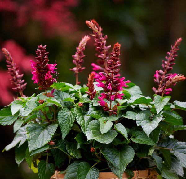 Salvia Lake Flamingo