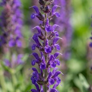 Salvia nemorosa 'Violet Queen'