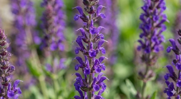 Salvia nemorosa 'Violet Queen'