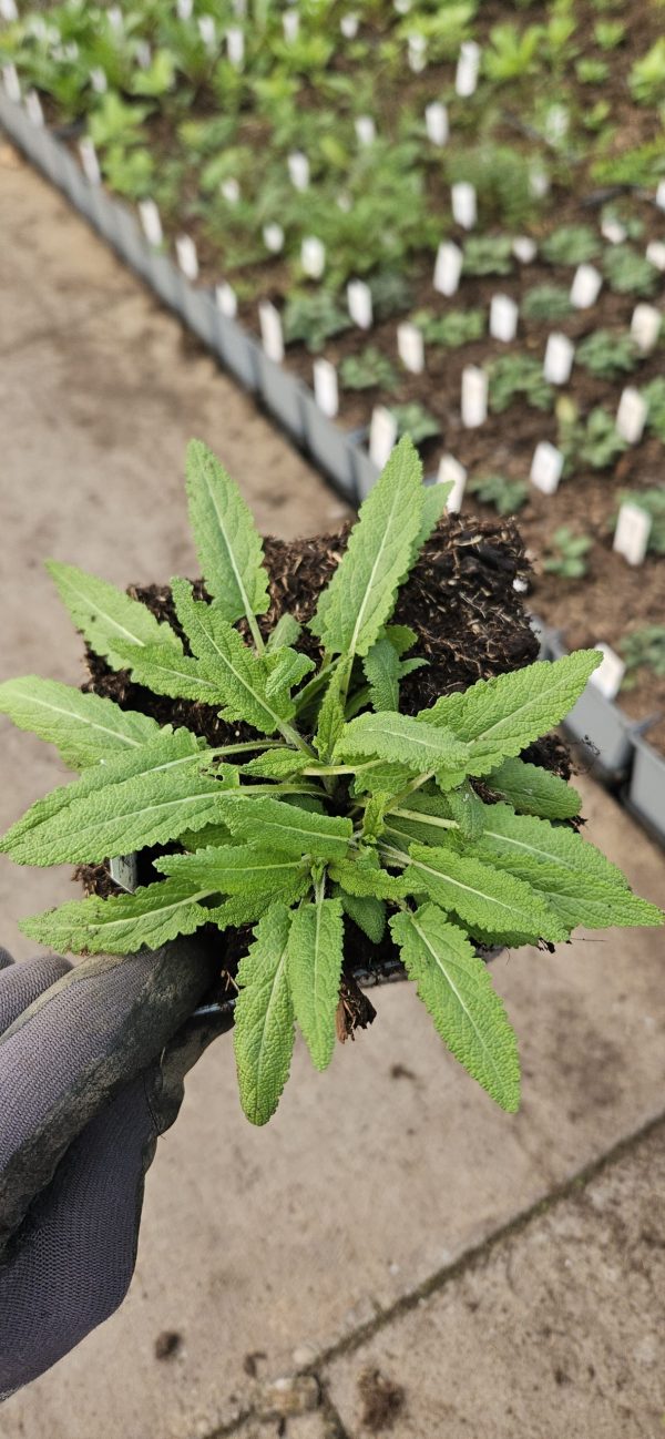 Salvia nemorosa 'Violet Queen'