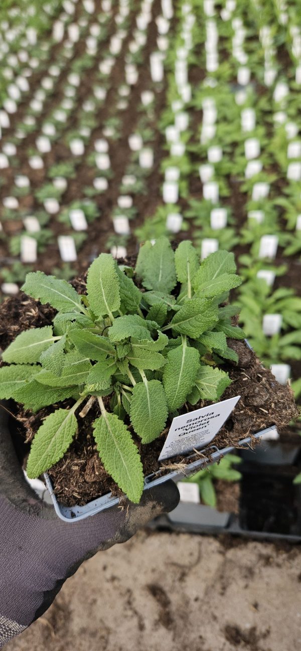 Salvia nemorosa 'Violet Queen'