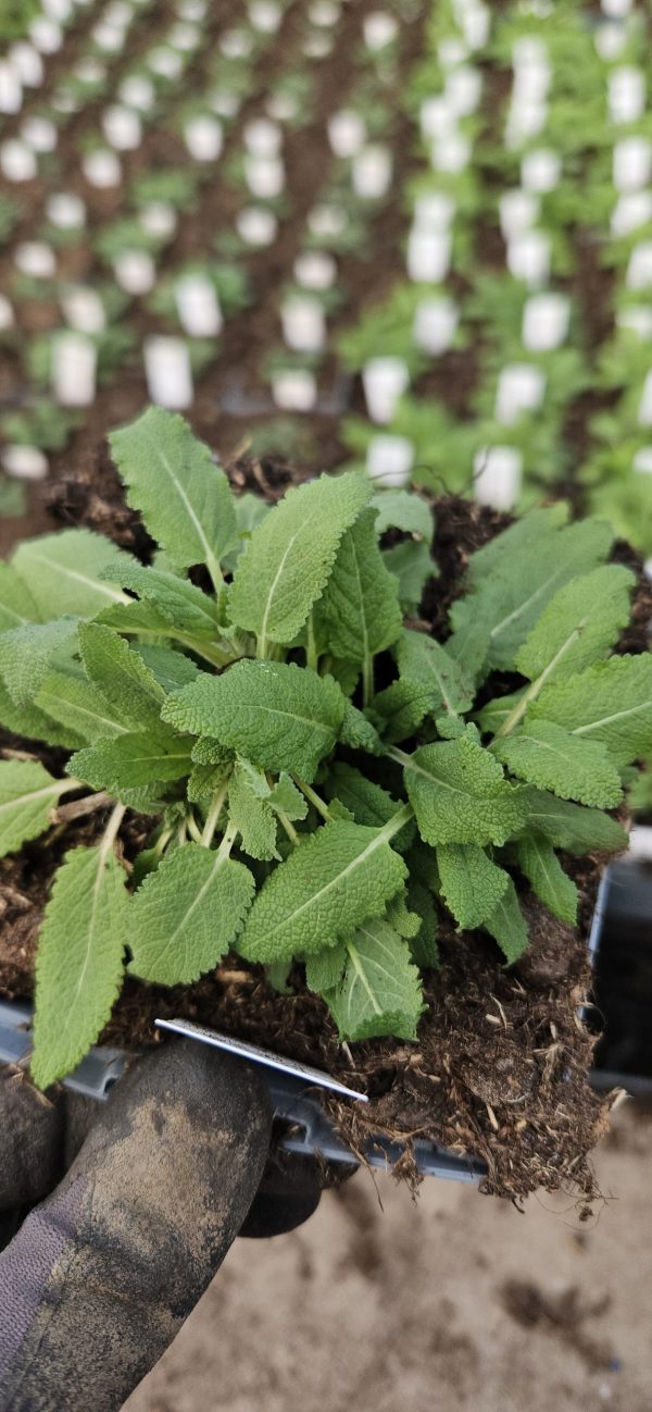 Salvia nemorosa 'Violet Queen'
