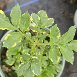 Sambucus nigra 'Golden Spark'