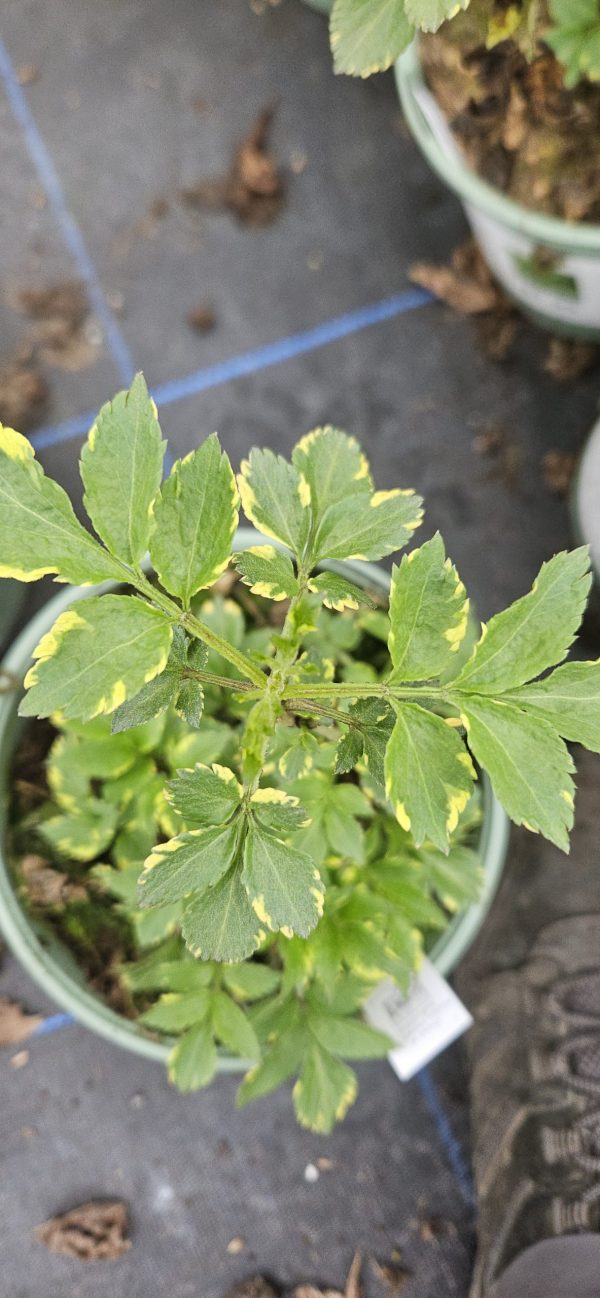 Sambucus nigra 'Golden Spark'