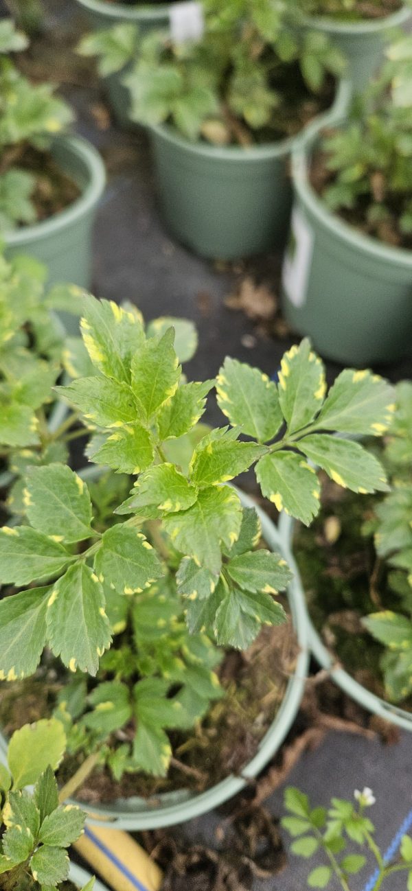 Sambucus nigra 'Golden Spark'