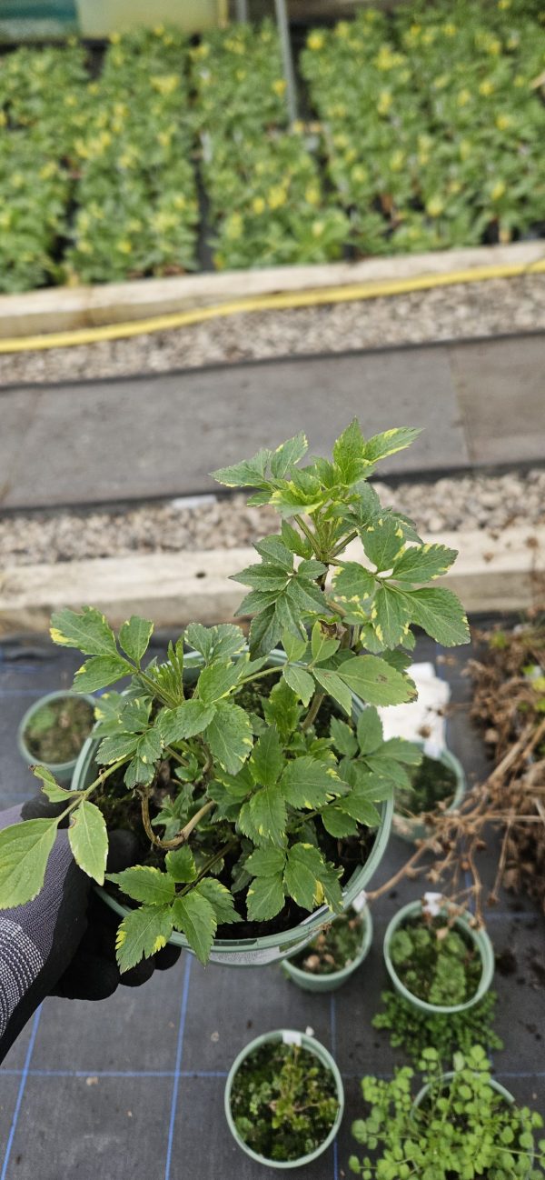 Sambucus nigra 'Golden Spark'