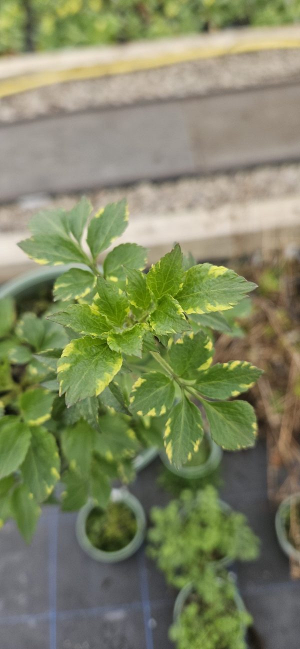 Sambucus nigra 'Golden Spark'