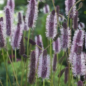 Sanguisorba menziesii 'Wake Up'
