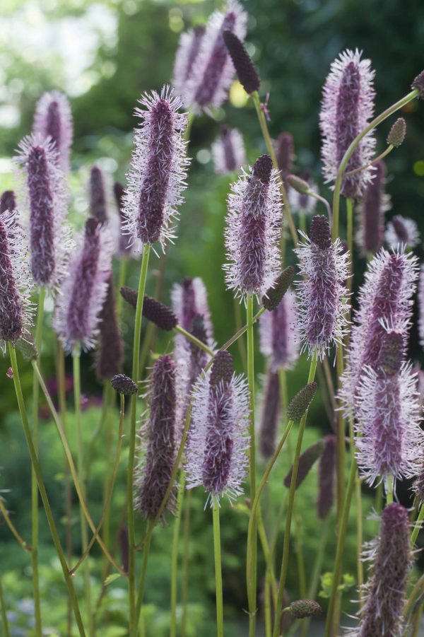 Sanguisorba menziesii 'Wake Up'