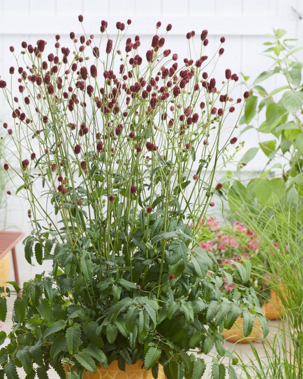 Sanguisorba officinalis 'First Star'
