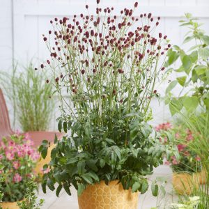 Sanguisorba officinalis 'First Star'