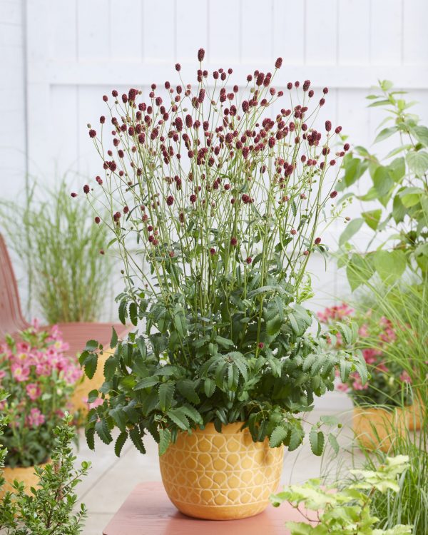 Sanguisorba officinalis 'First Star'