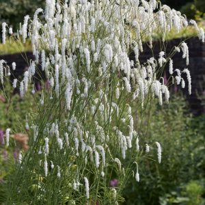 Sanguisorba tenuifolia 'All Time High'
