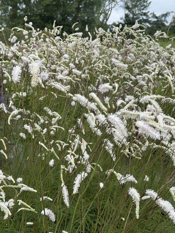 Sanguisorba tenuifolia 'Delicatesse'