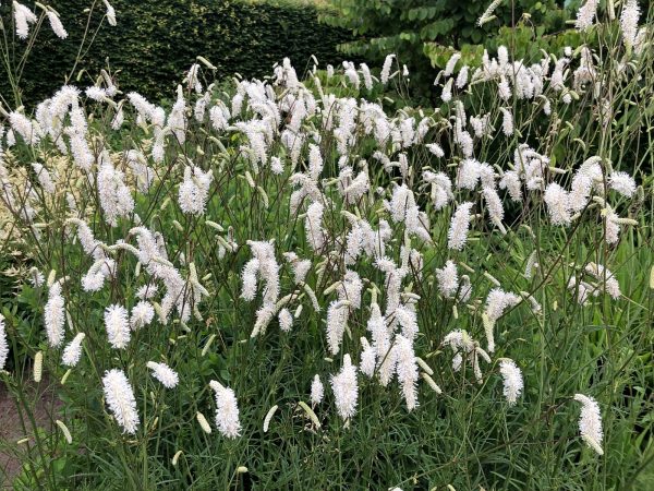Sanguisorba tenuifolia 'Delicatesse'