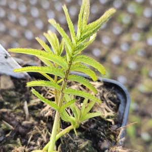 Sanguisorba tenuifolia var. alba 'Korean Snow'