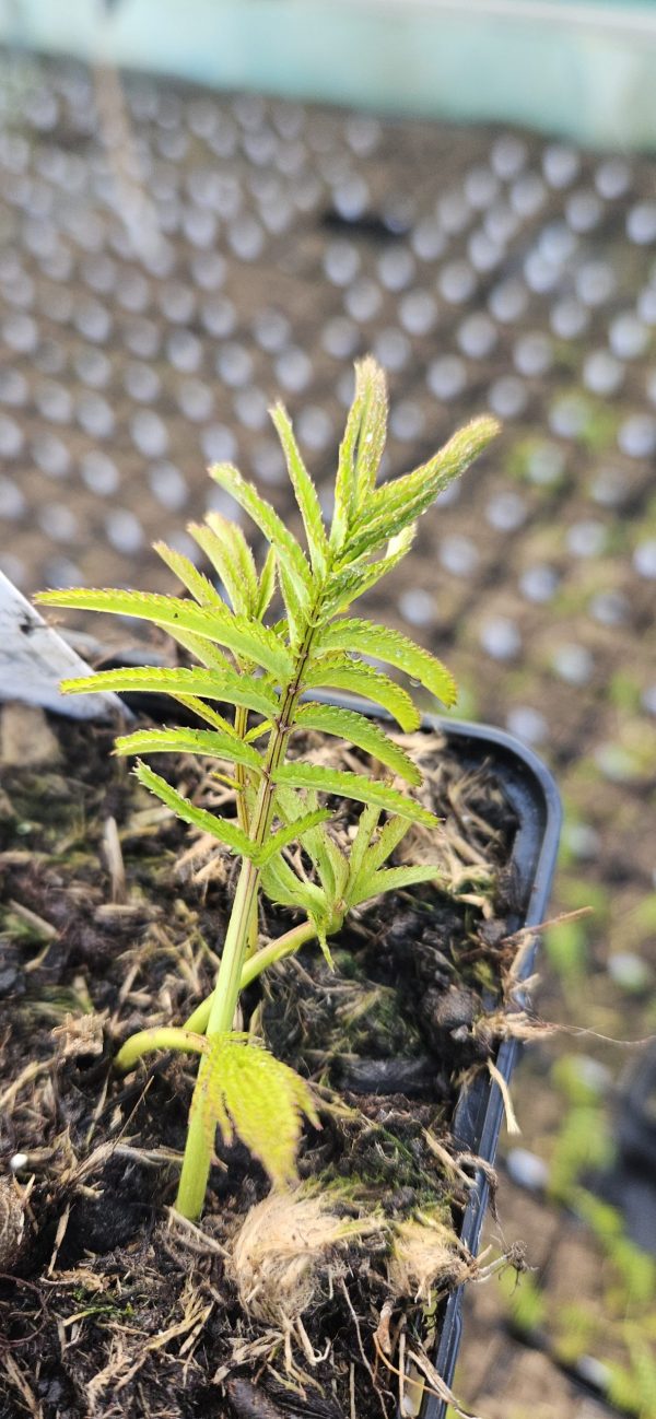 Sanguisorba tenuifolia var. alba 'Korean Snow'