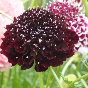 Scabiosa atropurpurea 'Scoop Blackberry'