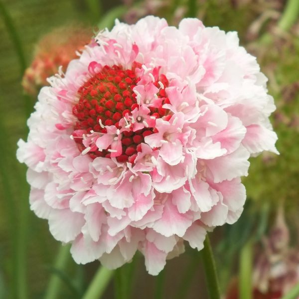 Scabiosa atropurpurea 'Scoop Marshmallow' Scabiosa atropurpurea 'Scoop Marshmallow'