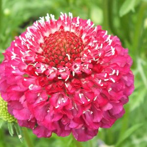 Scabiosa atropurpurea 'Scoop Raspberry'
