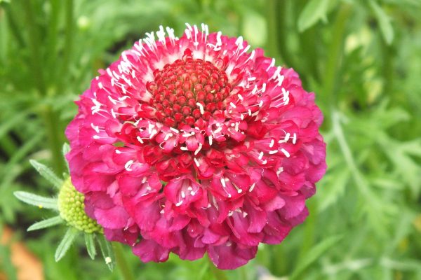 Scabiosa atropurpurea 'Scoop Raspberry'