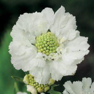 Scabiosa caucasica 'Perfecta Alba'