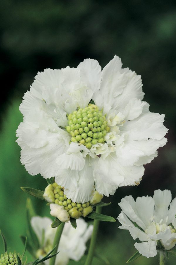 Scabiosa caucasica 'Perfecta Alba'