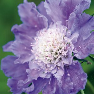 Scabiosa caucasica 'Perfecta Blue'