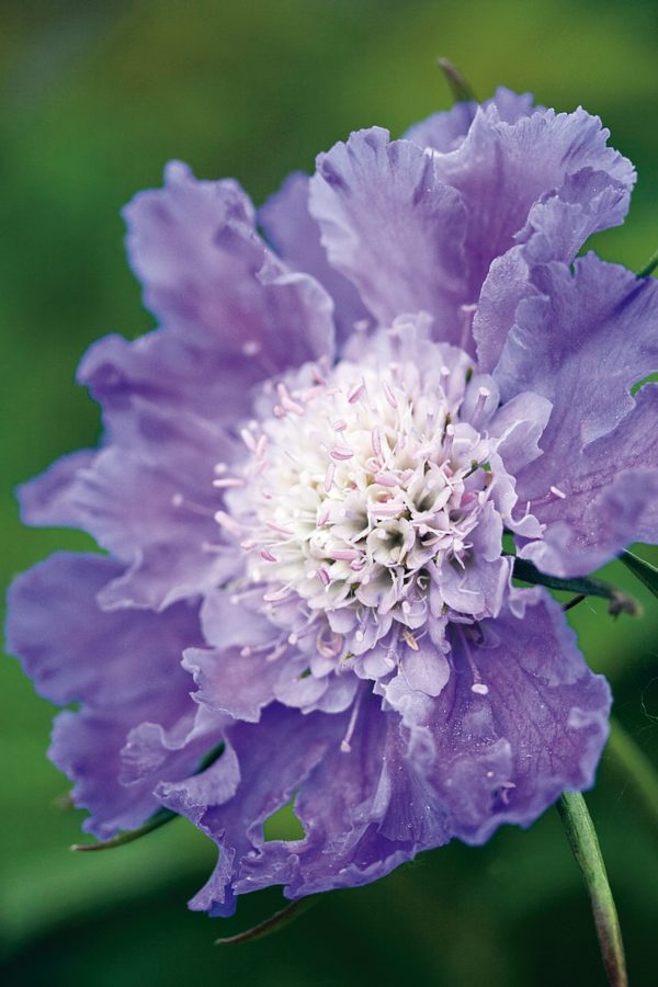 Scabiosa caucasica 'Perfecta Blue'