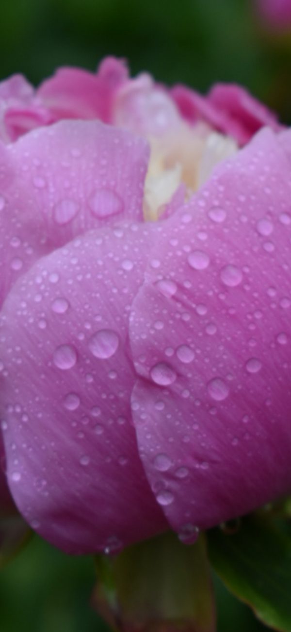 Paeonia Bowl of Beauty 2