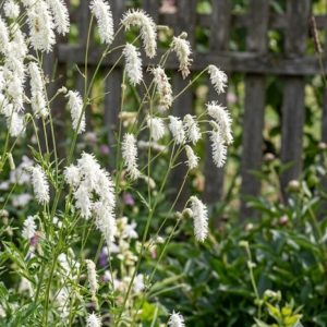 sanguisorba korean snow 2