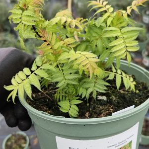 Sorbaria sorbifolia 'Sem'