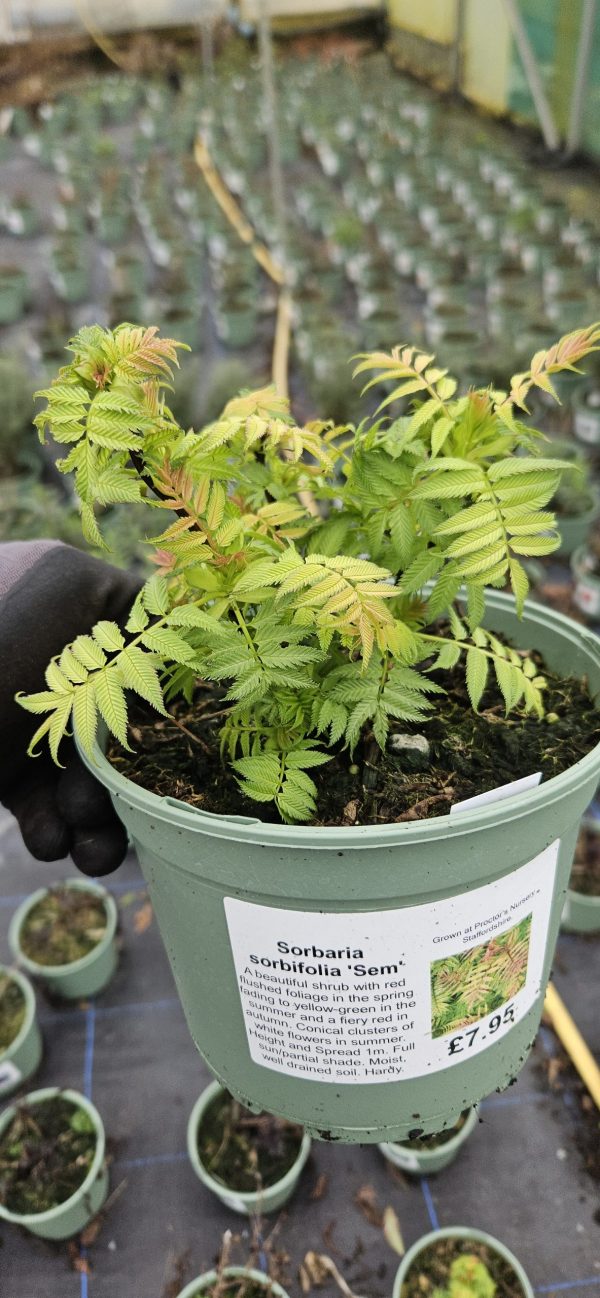 Sorbaria sorbifolia 'Sem'