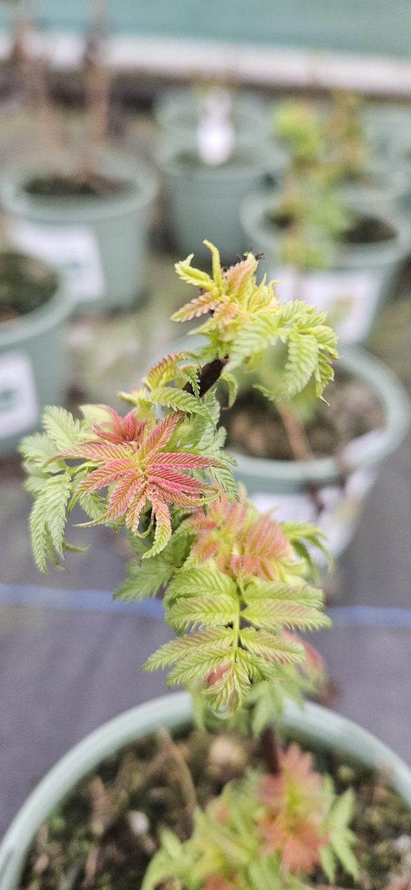 Sorbaria sorbifolia 'Sem'