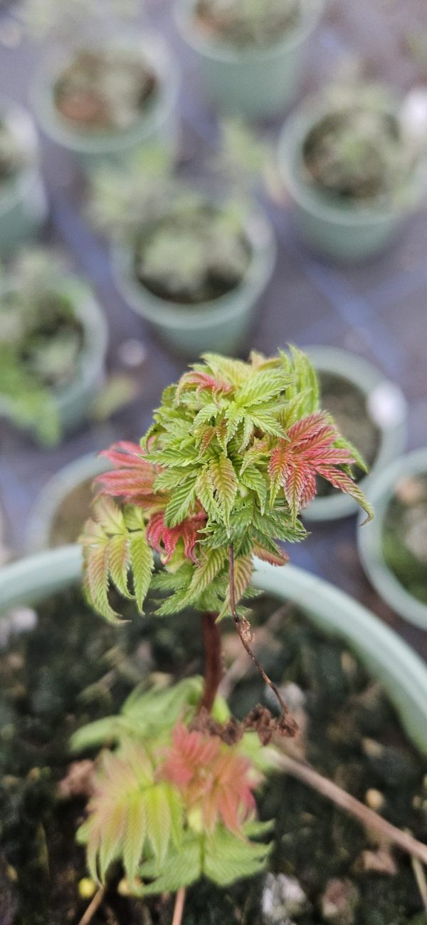 Sorbaria sorbifolia 'Sem'