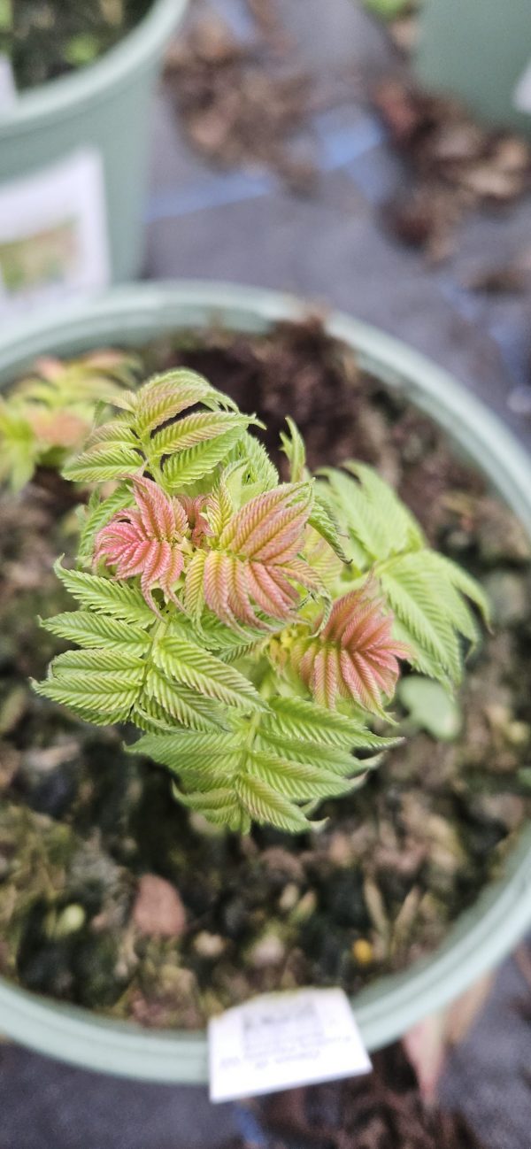 Sorbaria sorbifolia 'Sem'