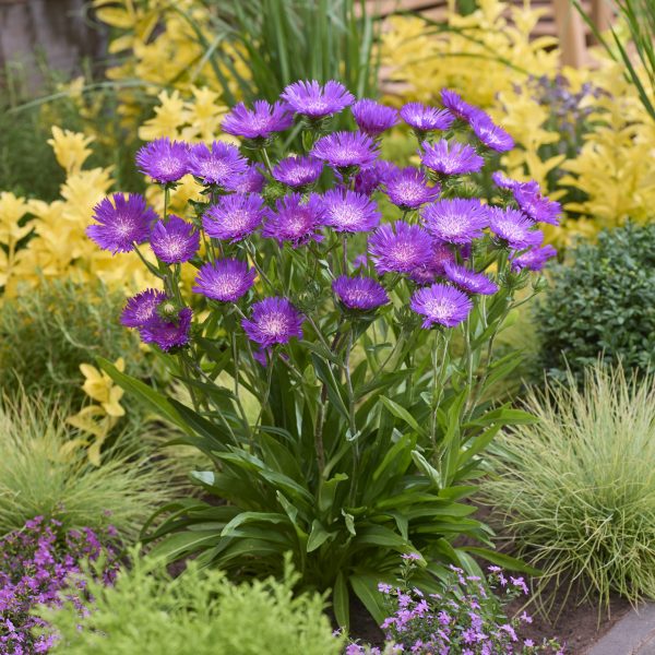 Stokesia laevis 'Amethyst'