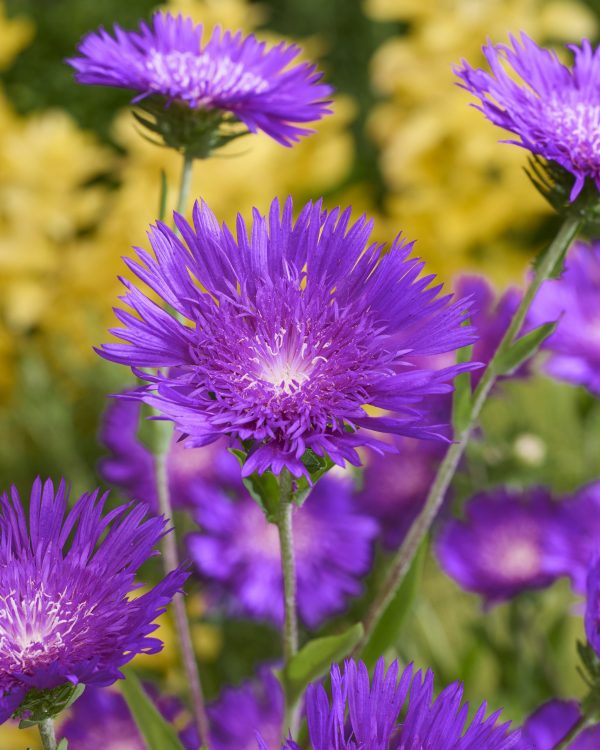 Stokesia laevis 'Amethyst'