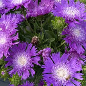 Stokesia laevis 'Amethyst'