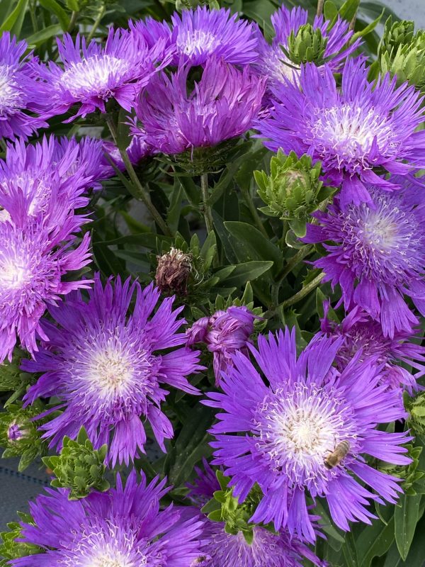 Stokesia laevis 'Amethyst'