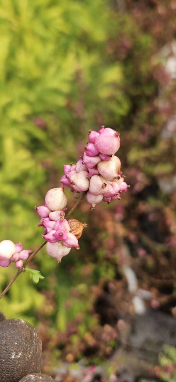 Symphoricarpus 'Little Berry' Symphoricarpus 'Little Berry'