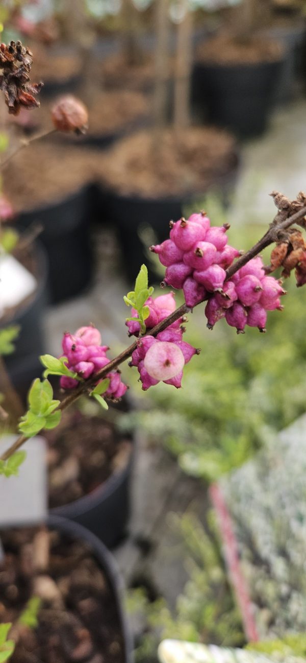 Symphoricarpus 'Little Berry'2 Symphoricarpus 'Little Berry'
