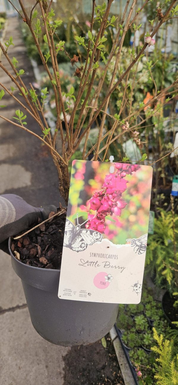 Symphoricarpus 'Little Berry'3 Symphoricarpus 'Little Berry'