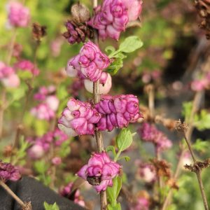 Symphoricarpus 'Little Berry'