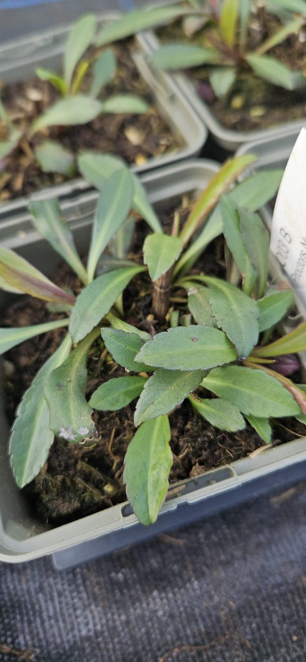 Symphyotrichum lateriflorum 'Lady in Black'