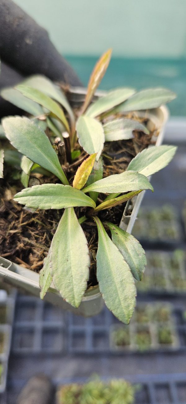 Symphyotrichum lateriflorum 'Lady in Black'