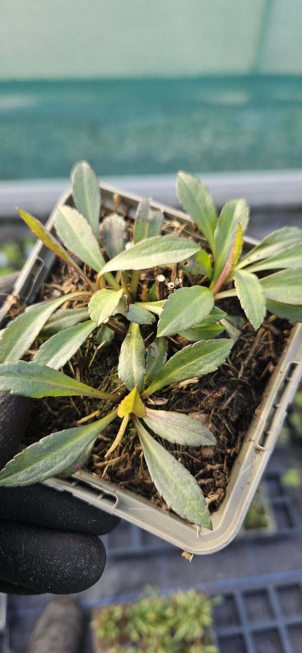 Symphyotrichum lateriflorum 'Lady in Black'