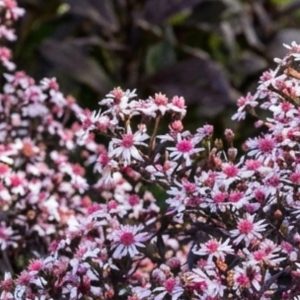Symphyotrichum lateriflorum 'Lady in Black'
