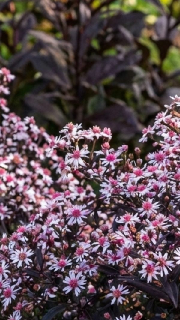 Symphyotrichum lateriflorum 'Lady in Black'
